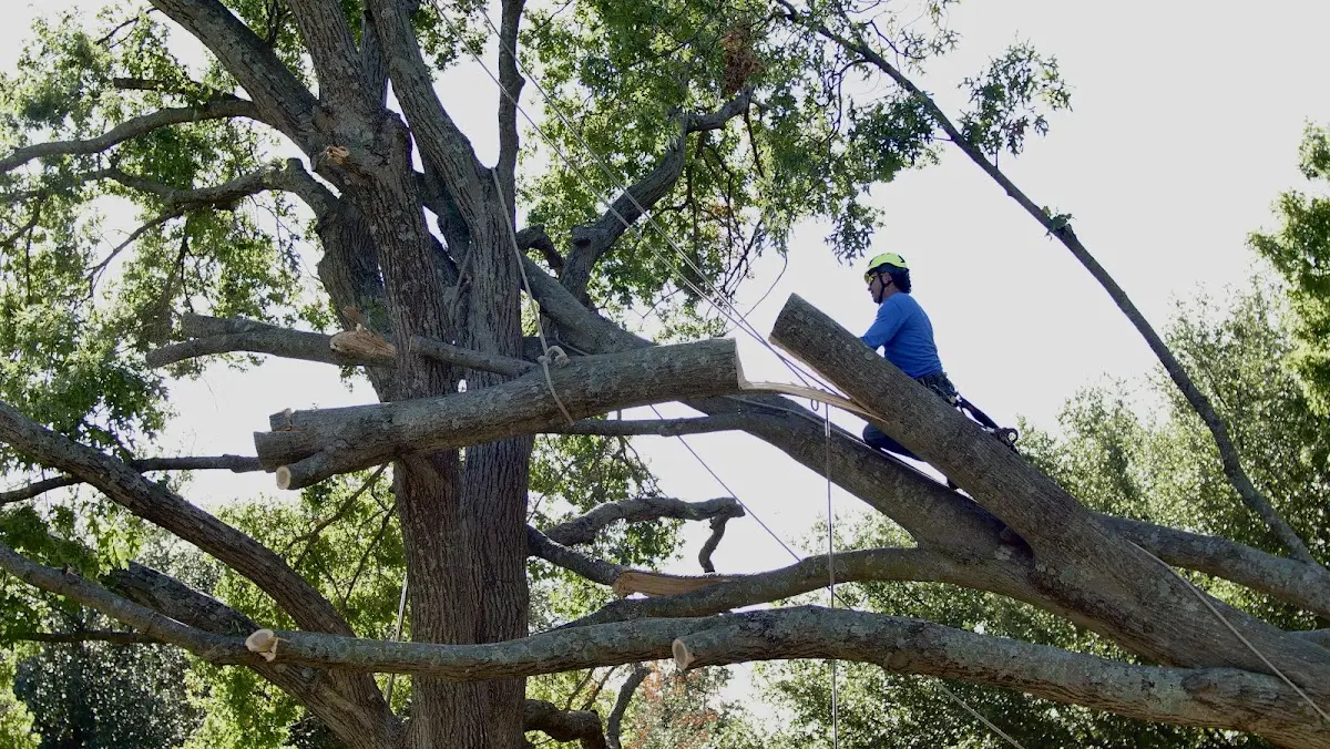 Professional Crown Thinning performed by certified arborists in Locke